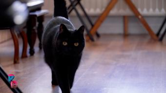 Pense-Bêtes : Bar à chats le Mysticat à Auvelais