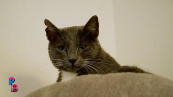 Pense-Bêtes : Refuge Wonder Cats à Anderlues