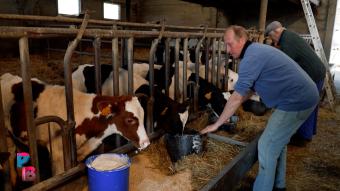 Pense-Bêtes : Ferme laitière à Gilly
