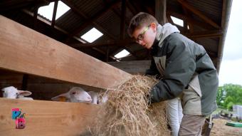 Pense-Bêtes : La ferme du Plannois à Hennuyères