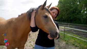 Pense-Bêtes : Le poney club du Buisseret