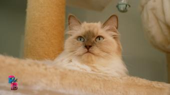 Pense-Bêtes : Portrait de race : le ragdoll
